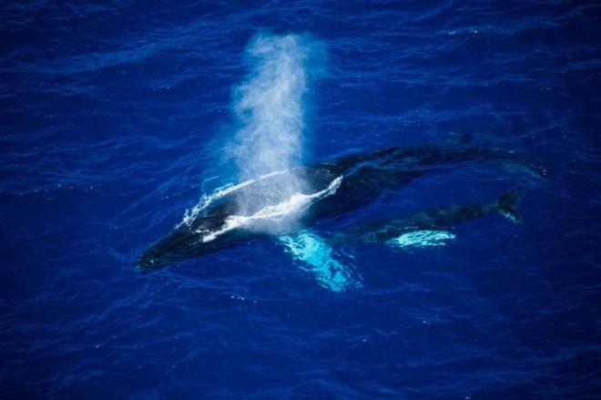 Even if the wind gods are not playing, the fleet races round 11 Caribbean islands, competitors are rewarded with sightings of amazing wildlife. Whales spotted off Redonda by the media team in the helicopter - RORC Caribbean 600 ©  ELWJ Photography / RORC